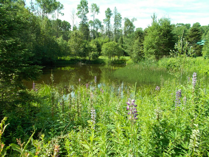 A pond graced by wildflowers, lawn, and trees